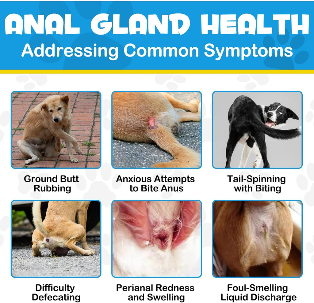 Anal Gland Support Soft Chews for Dogs with Pumpkin, 150 Count H197729