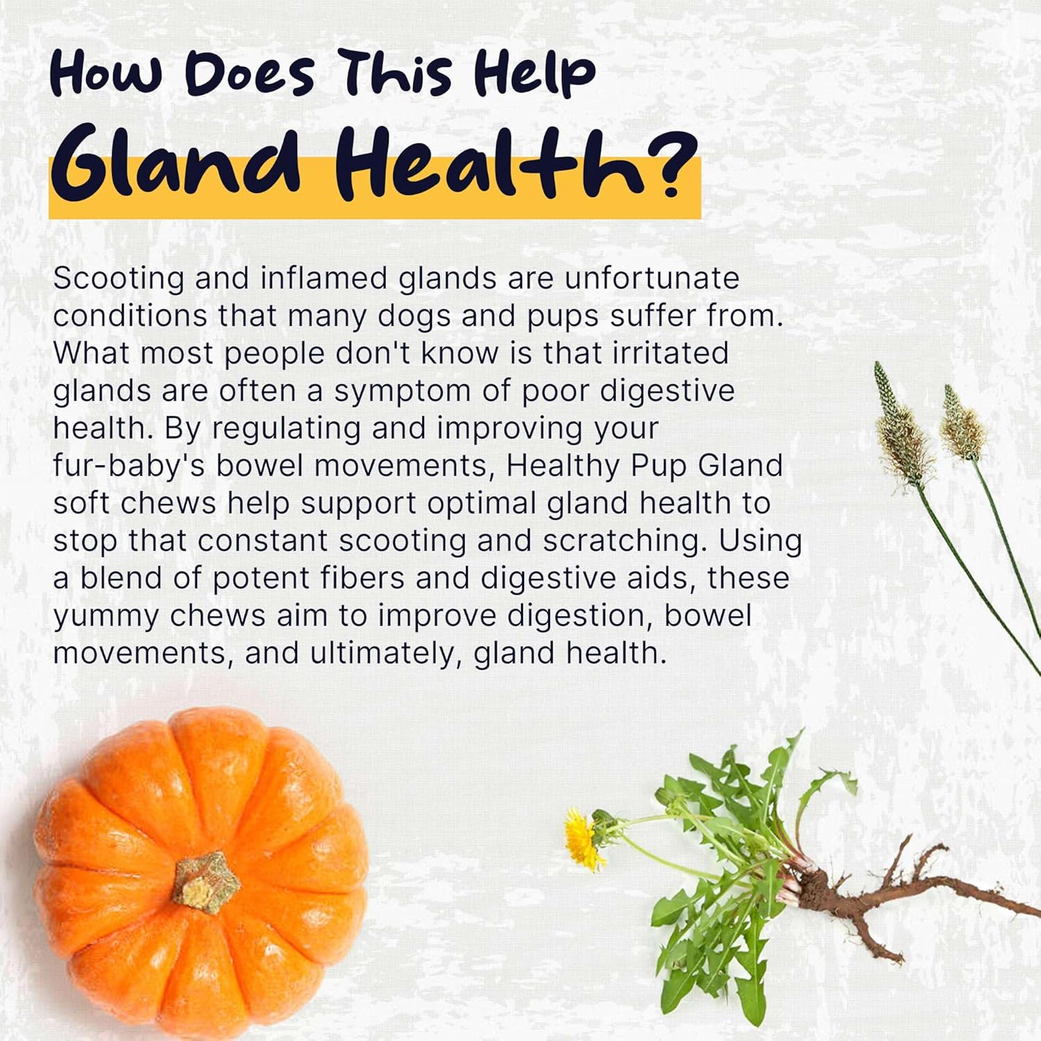 Glands Bowel Support Soft Chews for Dogs with Pumpkin Powder W38579