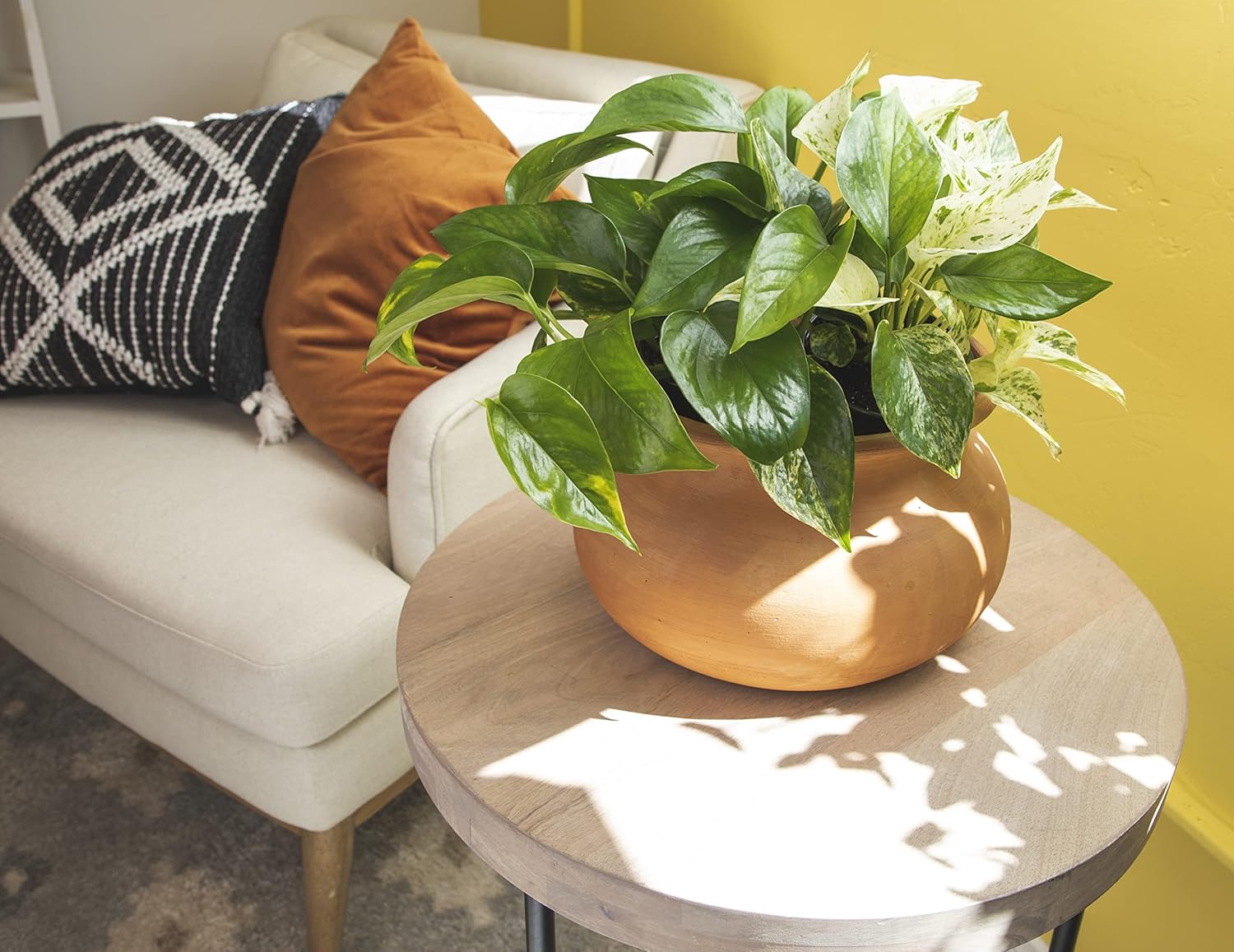 Altman Plants Live Pothos 4PK & Snake Plant Superba, Fully Rooted Indoor Houseplants C287