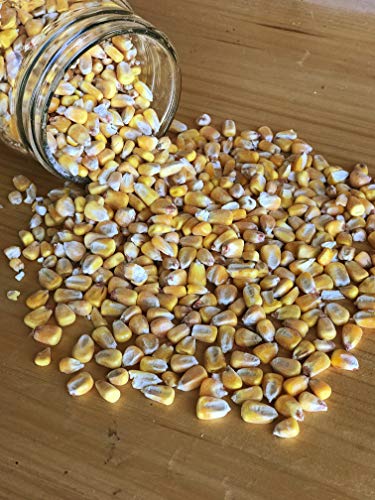 Homestead Harvest Ernst Grain Whole Corn 50 lb U74965