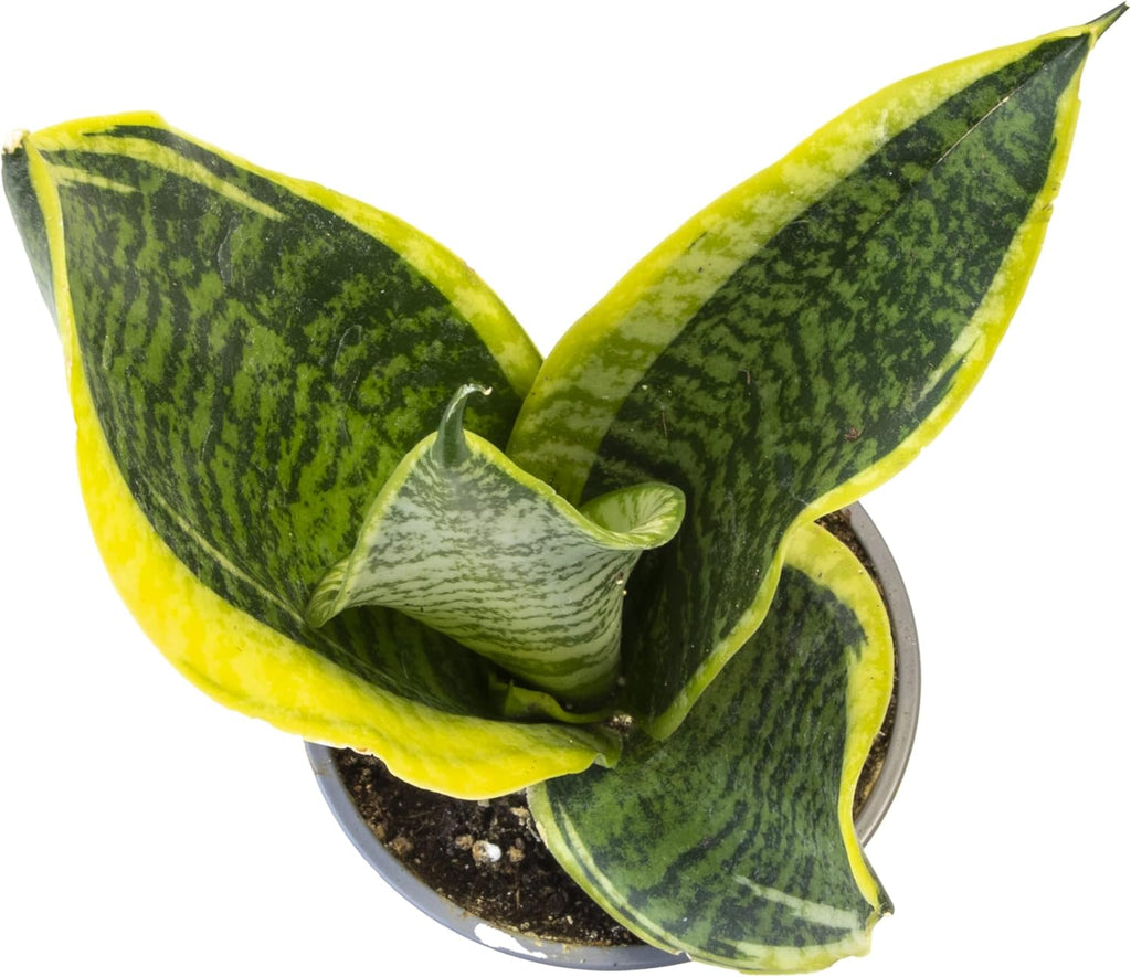 Altman Plants Live Pothos 4PK & Snake Plant Superba, Fully Rooted Indoor Houseplants C287