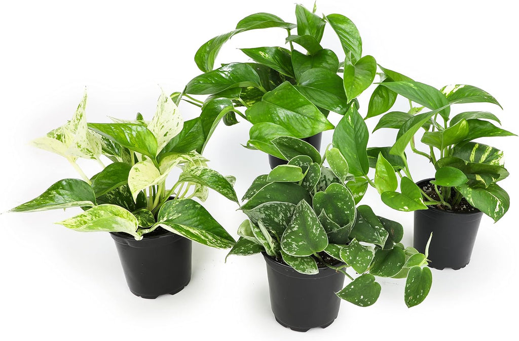 Altman Plants Live Pothos 4PK & Snake Plant Superba, Fully Rooted Indoor Houseplants C287
