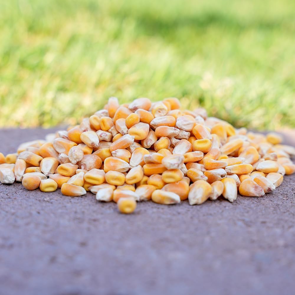 Premium Whole Corn Wild Bird Food, 3-Pounds X158417