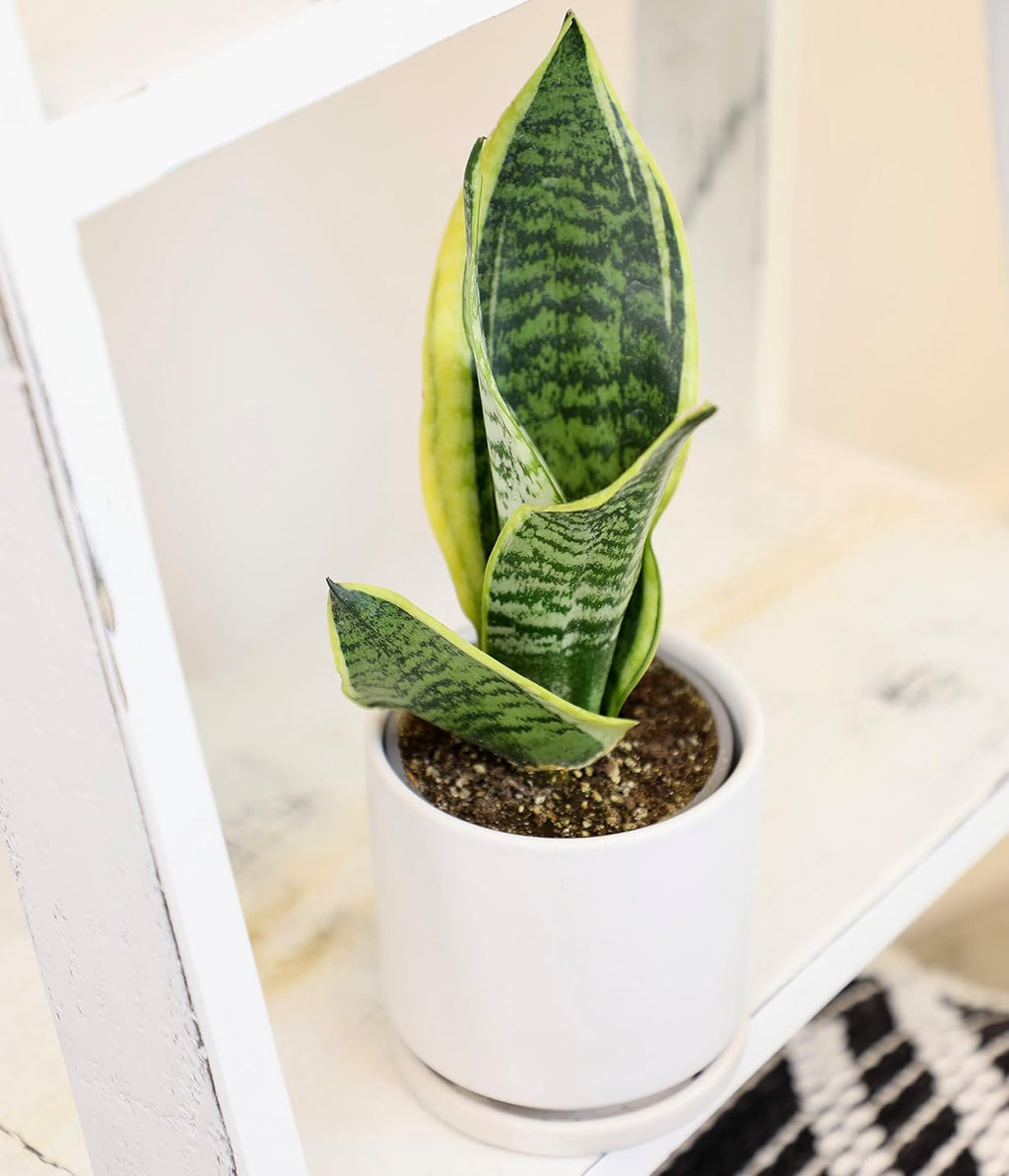 Altman Plants Live Pothos 4PK & Snake Plant Superba, Fully Rooted Indoor Houseplants C287