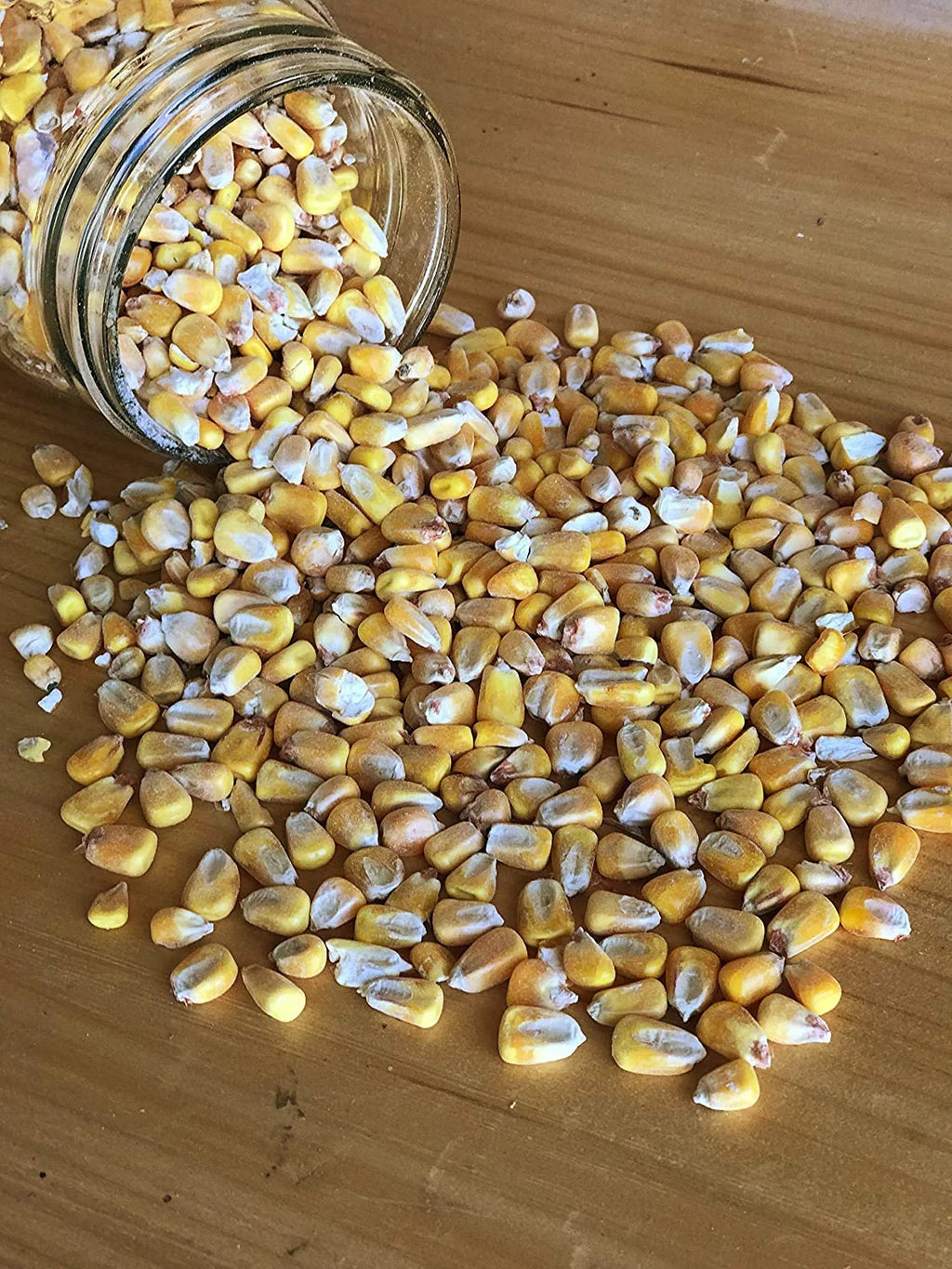 Shelled Corn Non-GMO Deer Feed, 50 lb B79794