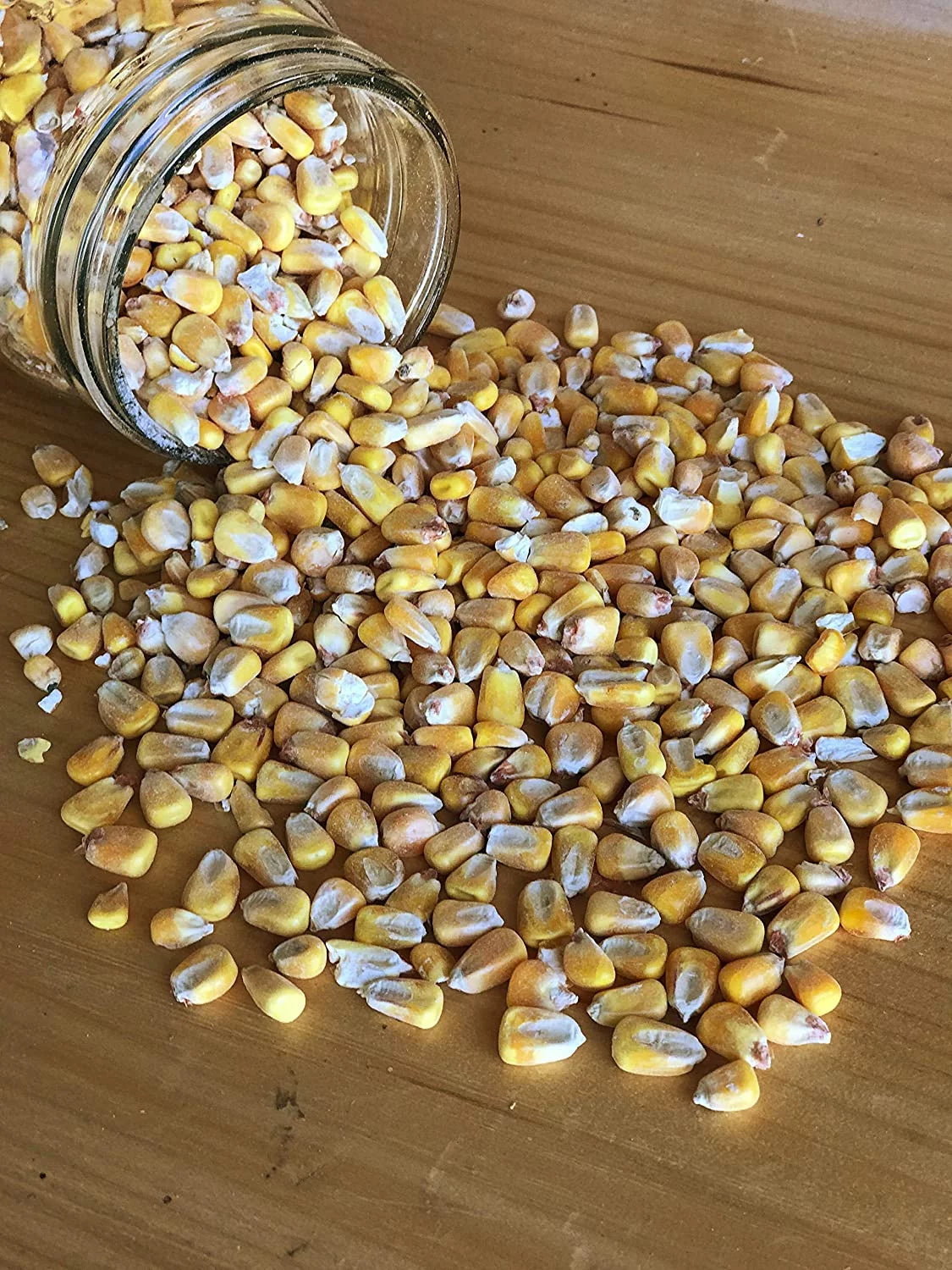 Shelled Corn Non-GMO Deer Feed, 50 lb B79794