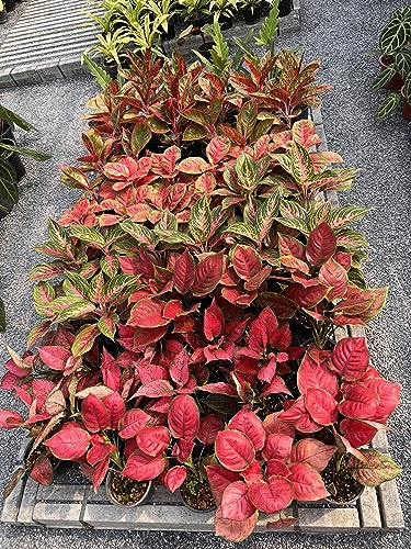 Peter’s Professional 20-20-20 Water Soluble Fertilizer with Micro Nutrients, 2 lbs S417513
