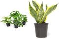 Altman Plants Live Pothos (4PK) & Sansevieria trifasciata Superba Snake Plants, Fully Rooted Indoor Houseplants