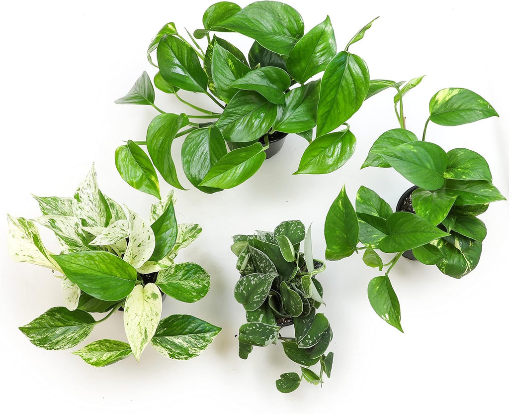 Altman Plants Live Pothos 4PK & Snake Plant Superba, Fully Rooted Indoor Houseplants C287