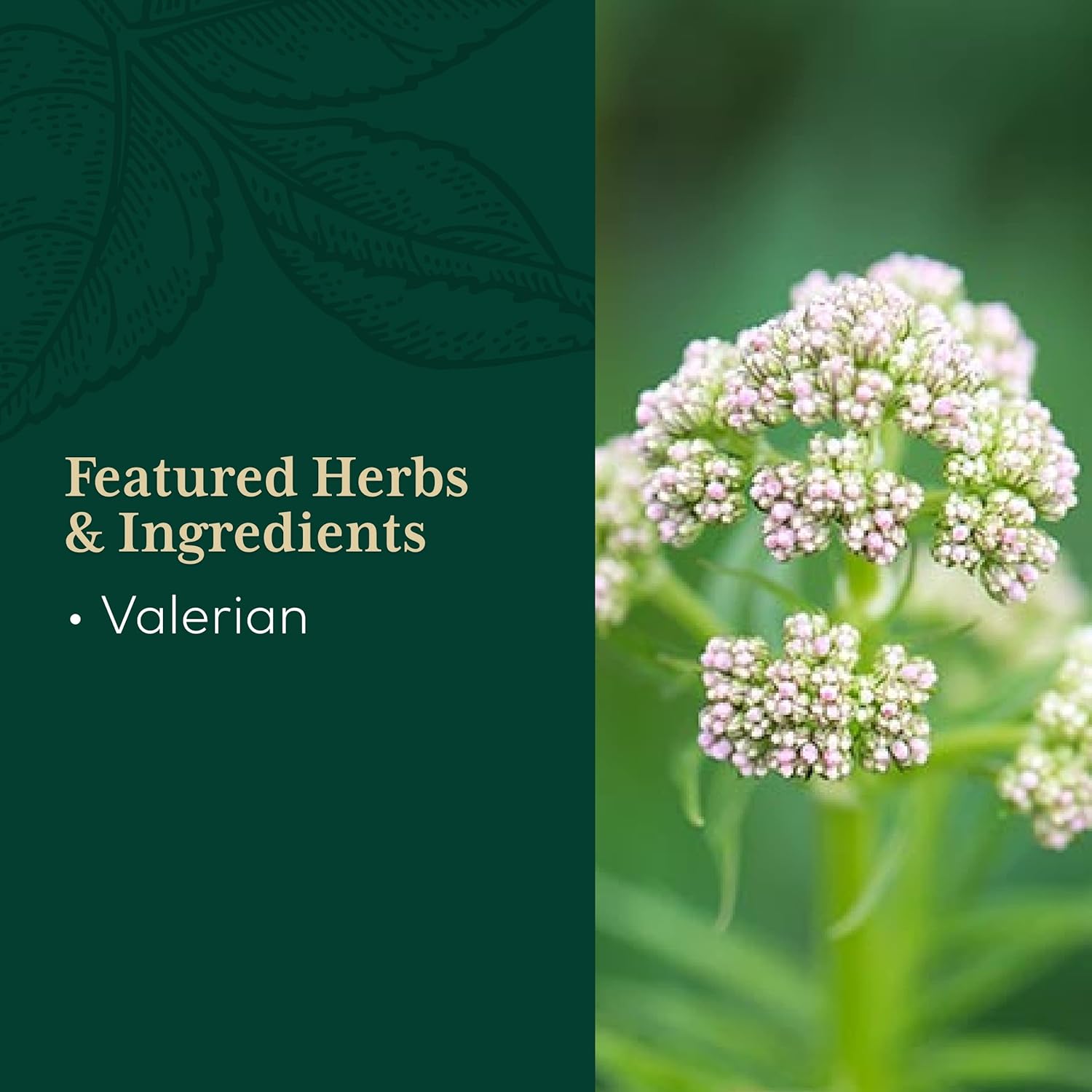 Gaia Herbs Pro Valerian Valerian Root Capsules 60 Vegan Liquid Phyto-Capsules H28104