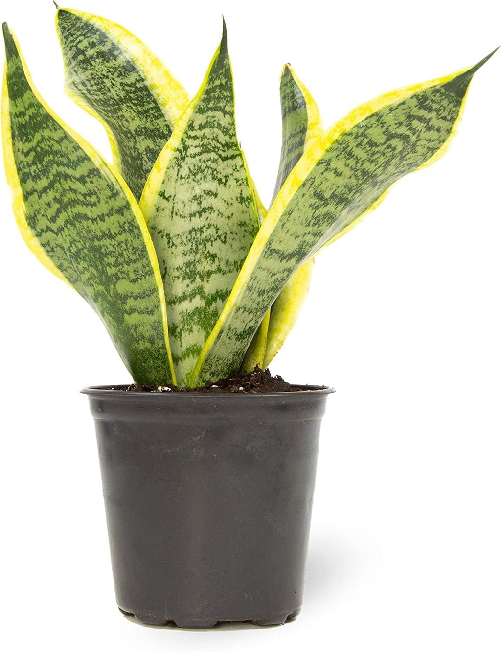 Altman Plants Live Pothos 4PK & Snake Plant Superba, Fully Rooted Indoor Houseplants C287
