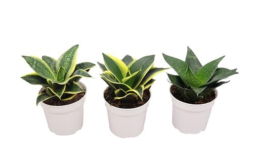 Sansevieria Snake Plants, Live Indoor Plant, 3 Assorted Varieties, 4 inch M642015
