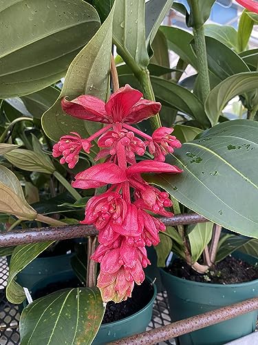 Peter’s Professional 20-20-20 Water Soluble Fertilizer with Micro Nutrients, 2 lbs S417513